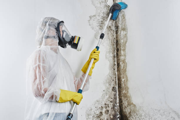 Best Attic Mold Removal  in Konawa, OK