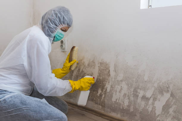 Best Office Mold Removal Services  in Konawa, OK