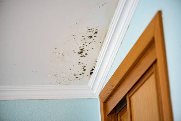 Best Toxic Mold Removal  in Konawa, OK