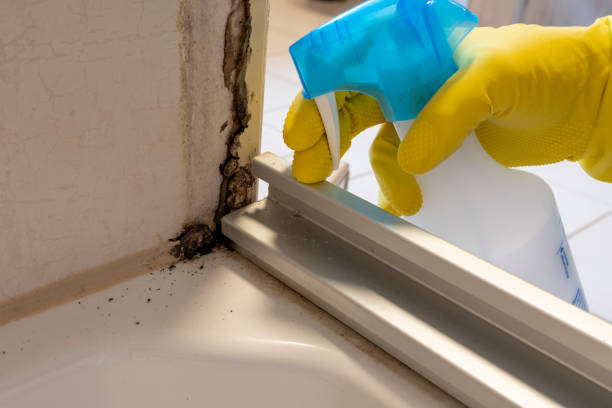 Best Best Mold Removal Companies  in Konawa, OK