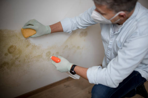 Best Best Mold Removal Companies  in Konawa, OK