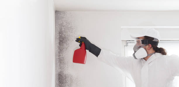 Best Mold Removal Company Near Me  in Konawa, OK