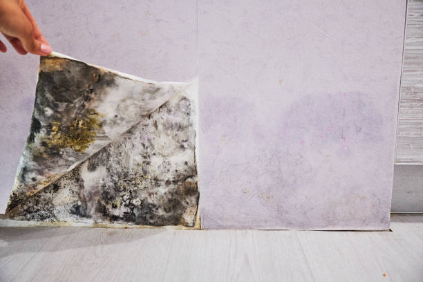 Best Emergency Mold Removal  in Konawa, OK
